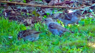 IECV NV #447 - 👀House Sparrows Eating Seeds Off The Ground And At The Orange Glass Feeder 🐤7-28-2017