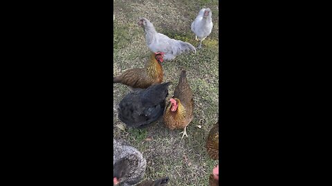 **Meet Our Charming Flock: A Day in the Life of Homestead Chickens