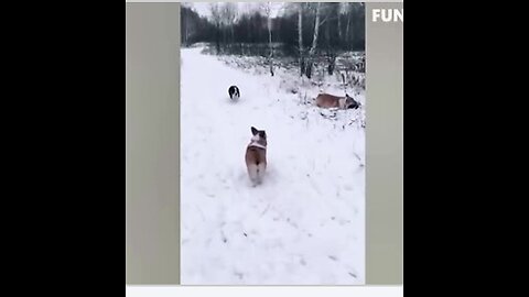 Funny dogs compilation dog videos funny videos 2021