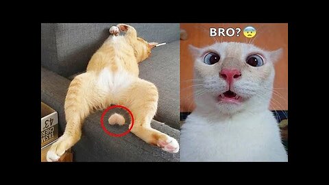 Try Not To Laugh 🤣 Funniest Cats and Dogs 2023 😹🐶 Part 13