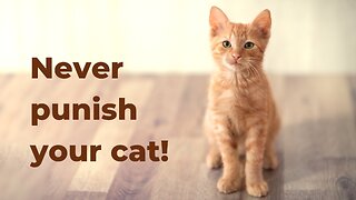 Never punish your cat!