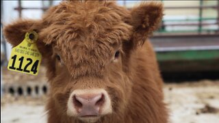 120-year-old cattle farm in Wisconsin still thriving