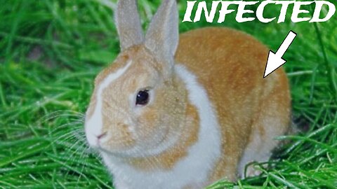 Rabbit that is infect came into my yard: Edited title