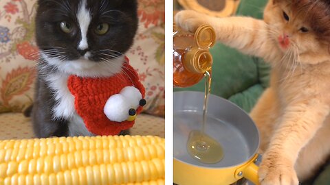 Cat make us pop corn in homemade food.