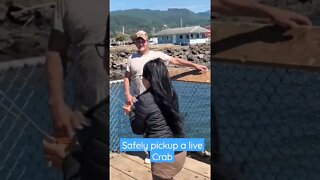 Safely pickup a live Dungeness Crab