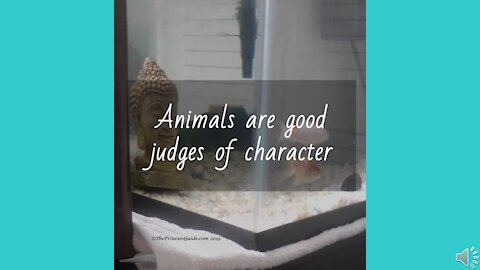 Animals are good judges of character — Do I choose my dog or my guy/girl?