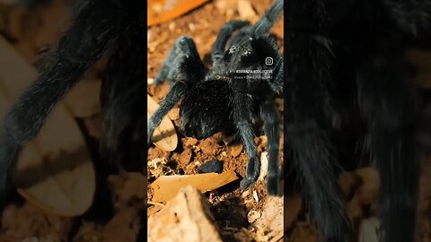 Tarantula on the RUN!