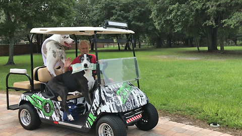Funny Great Danes Golf Cart Newspaper Delivery