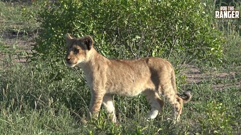 Daughters Of The Mapogo Lions - Rebuilding The Othawa Pride - 154: Watching Zebra