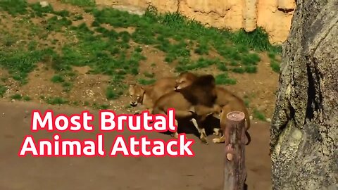 MOST BRUTAL ANIMAL ATTACKS AND FIGHTS