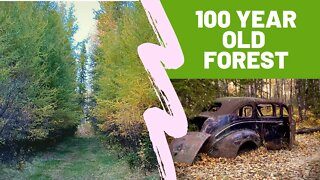 Shop Progress! | Bunchberry Meadows Hike! | Old Tractor Restoration! | WINTER POOL COVER