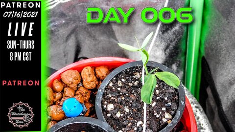 The Watchman News - Day 006 Daily VLOG - Apartment Size Indoor Economic Hybrid Hydroponic Gardening