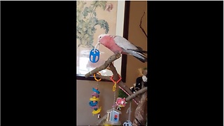 Funny parrot dances along to country music