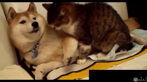 Funny Animals video 2023 - Funiest Cats and Dogs video | bunbun Animlas |Best Funny Dogs #funnycats