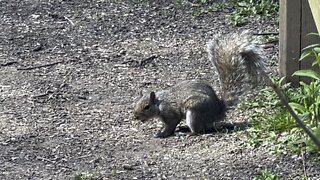 Gray Squirrel