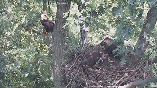 Hays Eagles Mom on patrol 2021 06 20 13:02