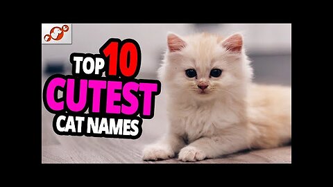 Cutest Cat Names - TOP 10 Cutest Cat Names For Male & Female!
