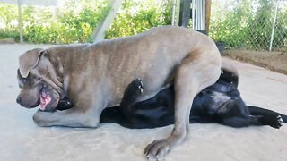 Watch an Italian Mastiff Squish an English Labrador Puppy - Leftovers from Spring 2019