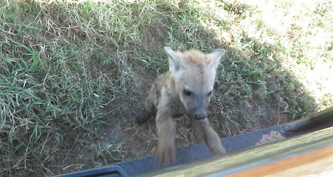 Baby hyena gets a big fright when it touches safari vehicle