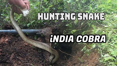 Hunting india cobra on rainy season at rice field