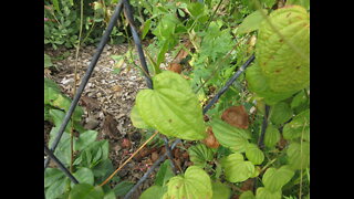 Wild Blessings Wild Yam