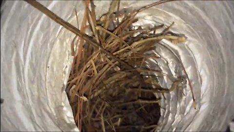 Blasian Babies DaDa Finds Bird Nest In Dryer Hose! Check Your Dryer During Egg Laying Season!
