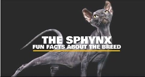 Fun Facts about cats: Sphynx Cats