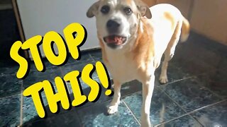 Putting My Dogs On A Diet Challenge (Flips Out) Tik Tok Challenge
