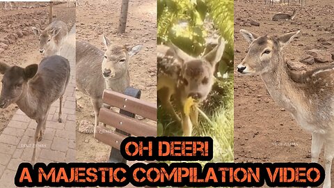 Oh Deer! A Majestic Compilation Video