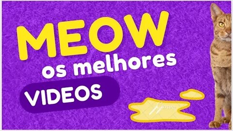 GATOS DIVERTIDOS | MELHORES VIDEOS | FUNNY CATS PETS MEOW