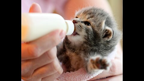 Cute kitten licking itself with milk