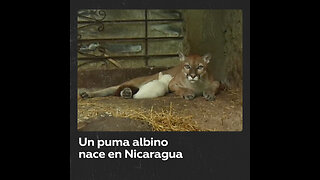 Un raro puma albino nace en un zoológico de Nicaragua