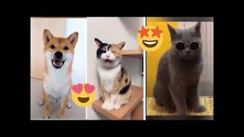 Animaux Drôles Vidéos Mourir de Rire Chiens Mignons Funny Cats et Dogs Drôles