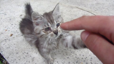 Kitten with mother cat went outside