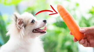 6 People Foods That Are Good For Dogs