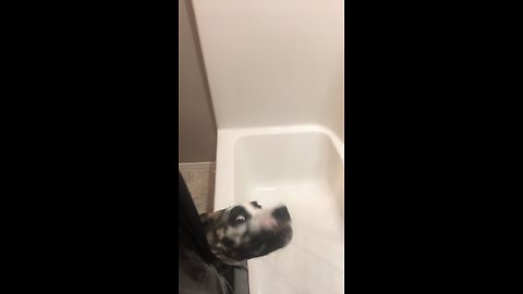 Great Dane Puppy Makes Epic Facial Expressions