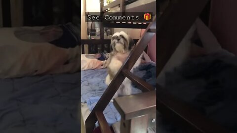 Cute Shih Tzu Puppy is crying when mum is leaving