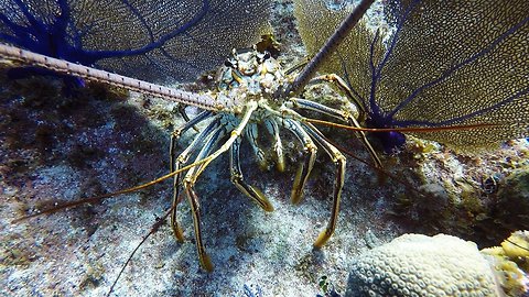 Giant lobster is very curious about diver's camera