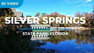 Manatees in Silver Springs State Park – Glass Bottom Boat Tour – Gopro 10 Cinematic 5K