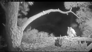 Great Horned Owls-Early Morning Rendezvous 🦉 1/4/22 5:05 AM