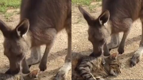 Kangaroo palying with cat 😸😸😸