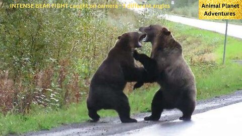 INTENSE BEAR FIGHT caught on camera - 3 different angles