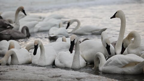 Swan Feeding