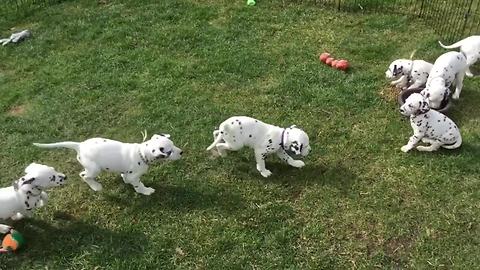 Dalmatian puppy playtime is definitely a cuteness overload