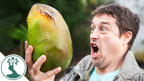 HUGE 2KG GIGANTIC MANGO FRUIT! - Growing Mangos From Seed