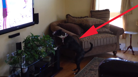 When her favorite show is on, this dog can’t stop doing this…