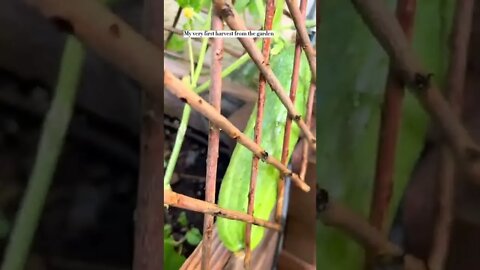 Cucumber harvest