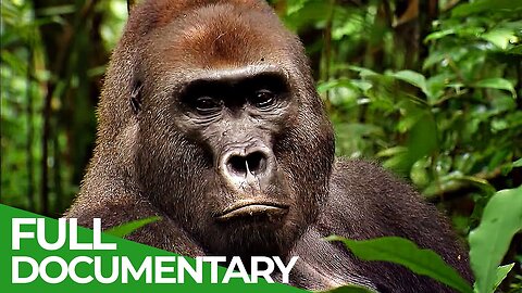 Wild Congo | Part 2: King Kong's Lair
