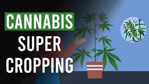 Cannabis Super Cropping: The What, The When & The Why?