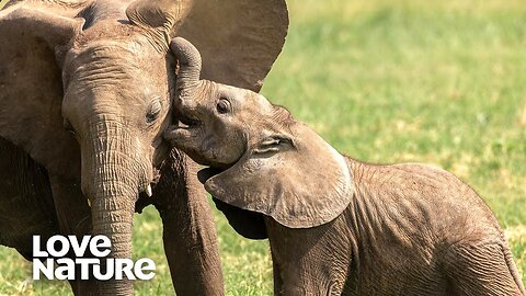 Cutest Baby Animals: Wild Dog, Baboon & Elephants | Love Nature